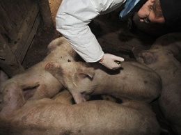 Чума свиней: в Крыму зафиксированы новые вспышки