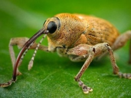 Мелитопольский ученый написал уникальную монографию о жуках-долгоносиках