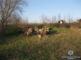 В Одесской области злоумышленник "угнал" отару овец