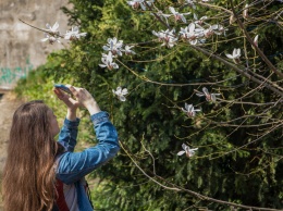 В киевском ботаническом саду зацвели бело-розовые магнолии. Фото
