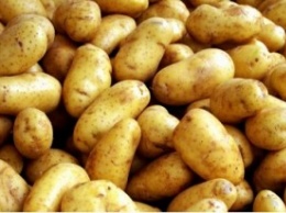 52 тонны египетского картофеля вернули на родину из-за карантинного организма