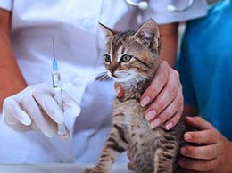 График вакцинации собак и кошек от бешенства по Славянску