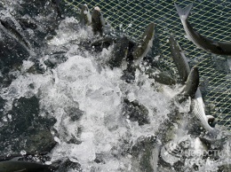 В Севастополе задумались о создании рыбного рынка
