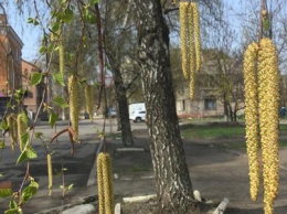 Славянск цветет и зеленеет (фото)