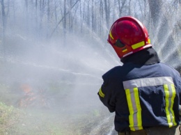На окраине Киева "горел" лес: как спасатели боролись с огнем