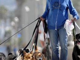 В Центральном районе Мариуполя определили места для выгула собак (СПИСОК)