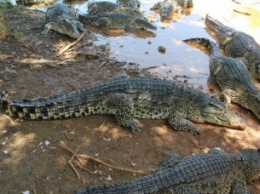 Самосуд по-мексикански: насильника бросили в вольер с крокодилами