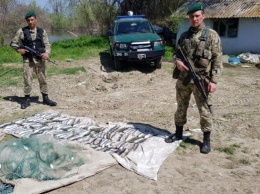 Сельдь в Одесской области ловили запрещенными сетями (фото)