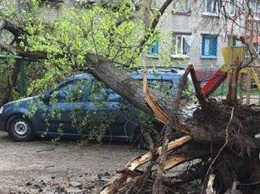 Владельцу помятого деревом автомобиля мэр Кременчуга посоветовал обратиться в суд