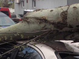 В Покровске на автомобиль упало дерево