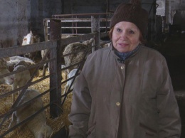 Полтысячи овец и мечта о сырном цехе: Как фермер из прифронтового Чермалыка восстанавливает хозяйство