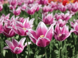 В Запорожье расцвело море тюльпанов (ФОТО)