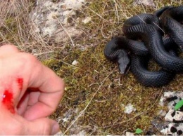 Змеи в лесу: как спастись от укусов на отдыхе