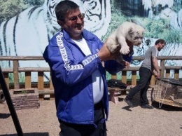 Новорожденного в бердянском зоопарке тигренка в будущем хотят скрестить со львом-альбиносом (Видео)