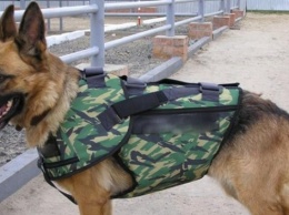 В Южноукраинске служебная собака пограничников помогла найти пропавшую без вести девочку