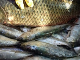 Рыбпатруль в Одесской области лишил браконьеров крупного улова (фото)