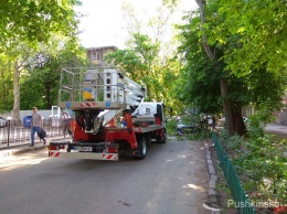 Веткопад на Романа Кармена в Одессе: пострадала машина и электропровода