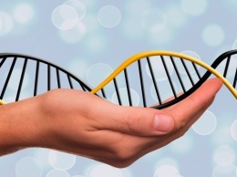 Узлы молекул ДНК научились развязывать ученые