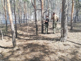 В Луганской области горит лес