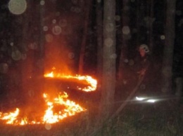 На территории Кременчугского лесхоза произошел низовой пожар (ФОТО)
