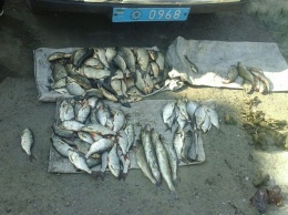 Под Николаевом браконьеры наловили рыбы на 12 тысяч гривен