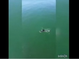 Редкий случай: У побережья Азовского моря замечен дельфин (ВИДЕО)