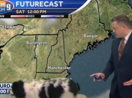 Любопытная собака стал героиней прогноза погоды (видео)