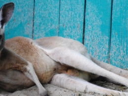В бердянском зоопарке появились кенгуру: они любят хлеб и скоро станут ручными, - ФОТОРЕПОРТАЖ