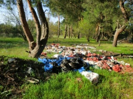 Спасите Балабановский лес от мусора