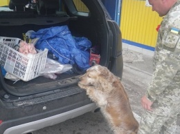 Украинская пограничная собака не пустила в Крым полсотни патронов