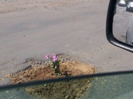 На Закарпатье ямы на дорогах начали засаживать цветами