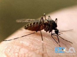 На Днепропетровщине могут появиться комары, загоняющие под кожу человека червей