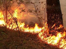 Под Кременчугом горел лес Кременчугского лесхоза