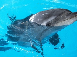 Крымскому рыбаку грозит штраф за мертвого дельфина