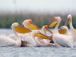 Розовые пеликаны обживаются на Херсонщине