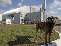 Из Чернобыля в США вывезут 200 бездомных щенков