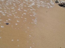 После гибели птиц на Азовском побережье в Мариуполе проверят домашних пернатых