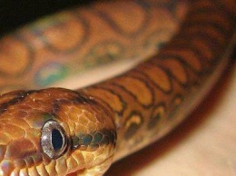 Шок! В Мариуполе жительница многоэтажки обнаружила змею в постели