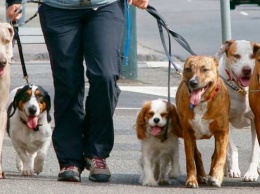 Кто не убирает - платит: владельцев собак ждут новые штрафы