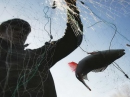 На Днепропетровщине браконтеры выловили 70 килограммов рыбы
