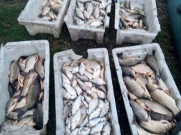 115 кг рыбы и 80 тысяч гривен ущерба: в Одесской области задержали браконьеров. Фото