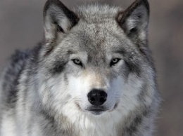 Под Голой Пристанью охотники застрелили волка, нагонявшего ужас на местных жителей