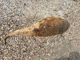Печальное зрелище: На запорожском курорте на берег выбросило мертвого дельфина (ФОТО)