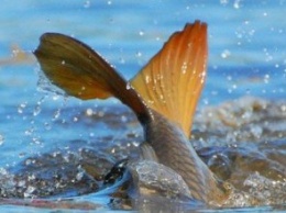 На водоемах Днепропетровской области за последние четыре дня было обнаружено 29 сеток для ловли рыбы