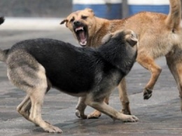 На Херсонщине собаки атакуют людей и домашних животных