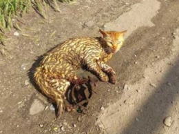 Кот попал в охотничий капкан. Требуется помощь неравнодушных (фото)