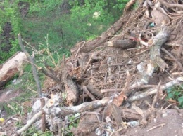 Криворожанин показал, куда вывозился мусор из парка Гданцевский, - ФОТО, ВИДЕО