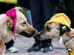 Скоро в Кременчуге состоится благотворительный парад животных «Кубок Хатико» (регистрация)