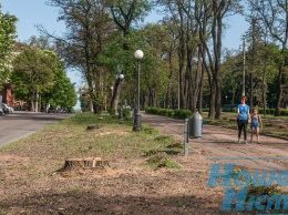 В Днепре в КП «Зеленстрой» рассказали о принципах обрезки деревьев