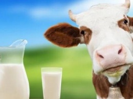 Производители молока в Черниговской области снизили закупочные цены на 1,5 гривни